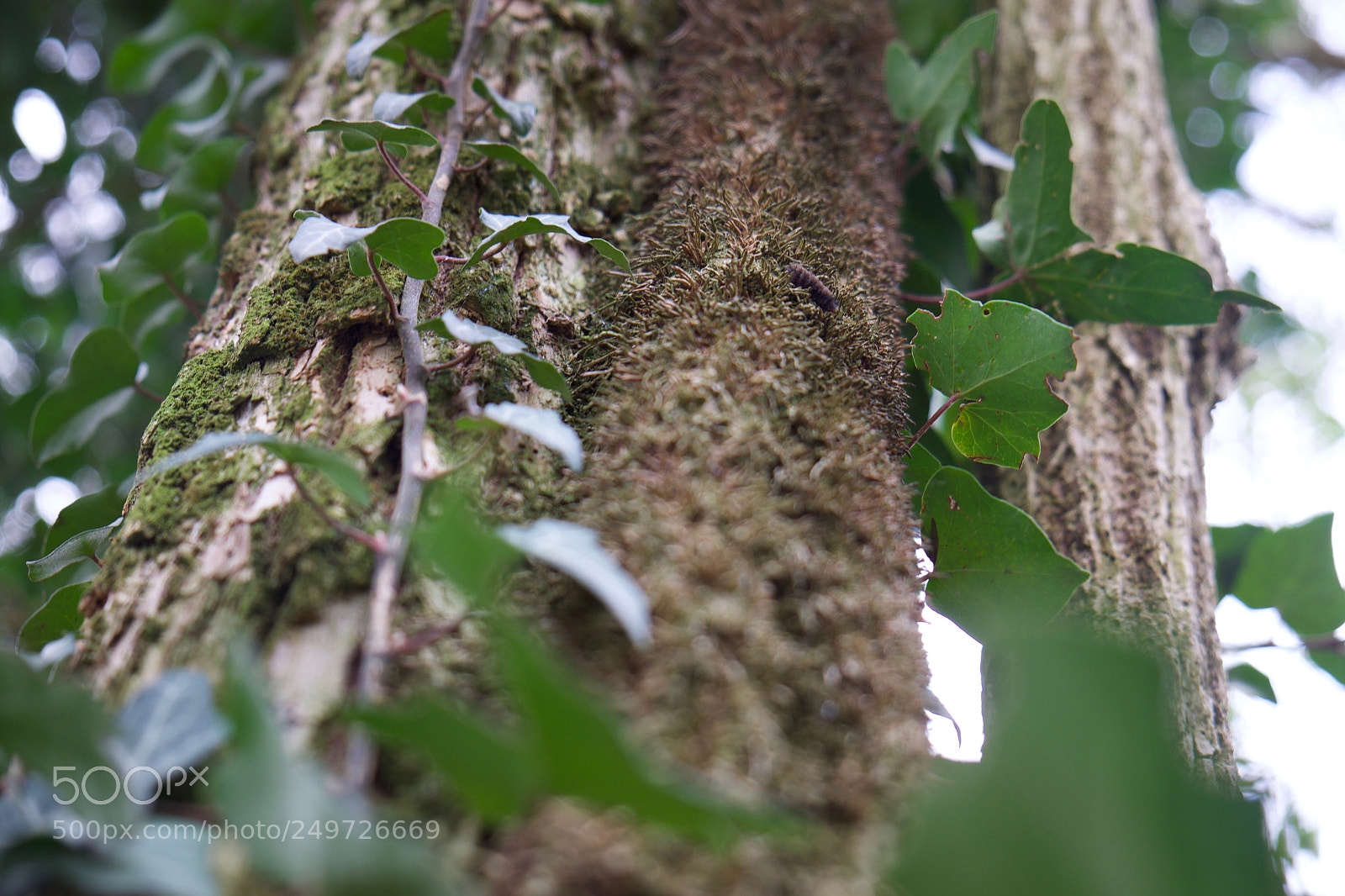 Fujifilm X-E1 sample photo. Ivy photography