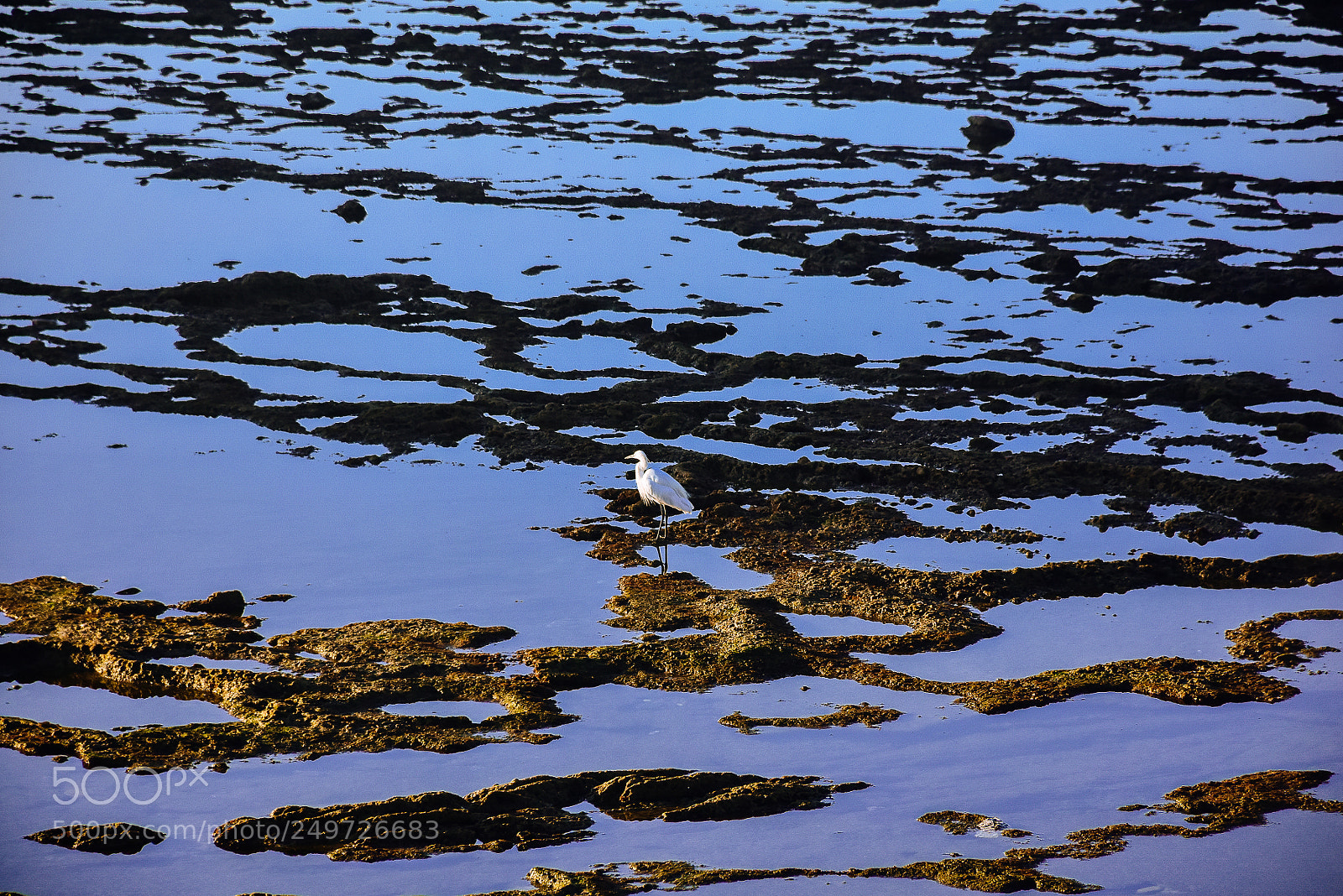 Nikon D7200 sample photo. An unkown bird of photography