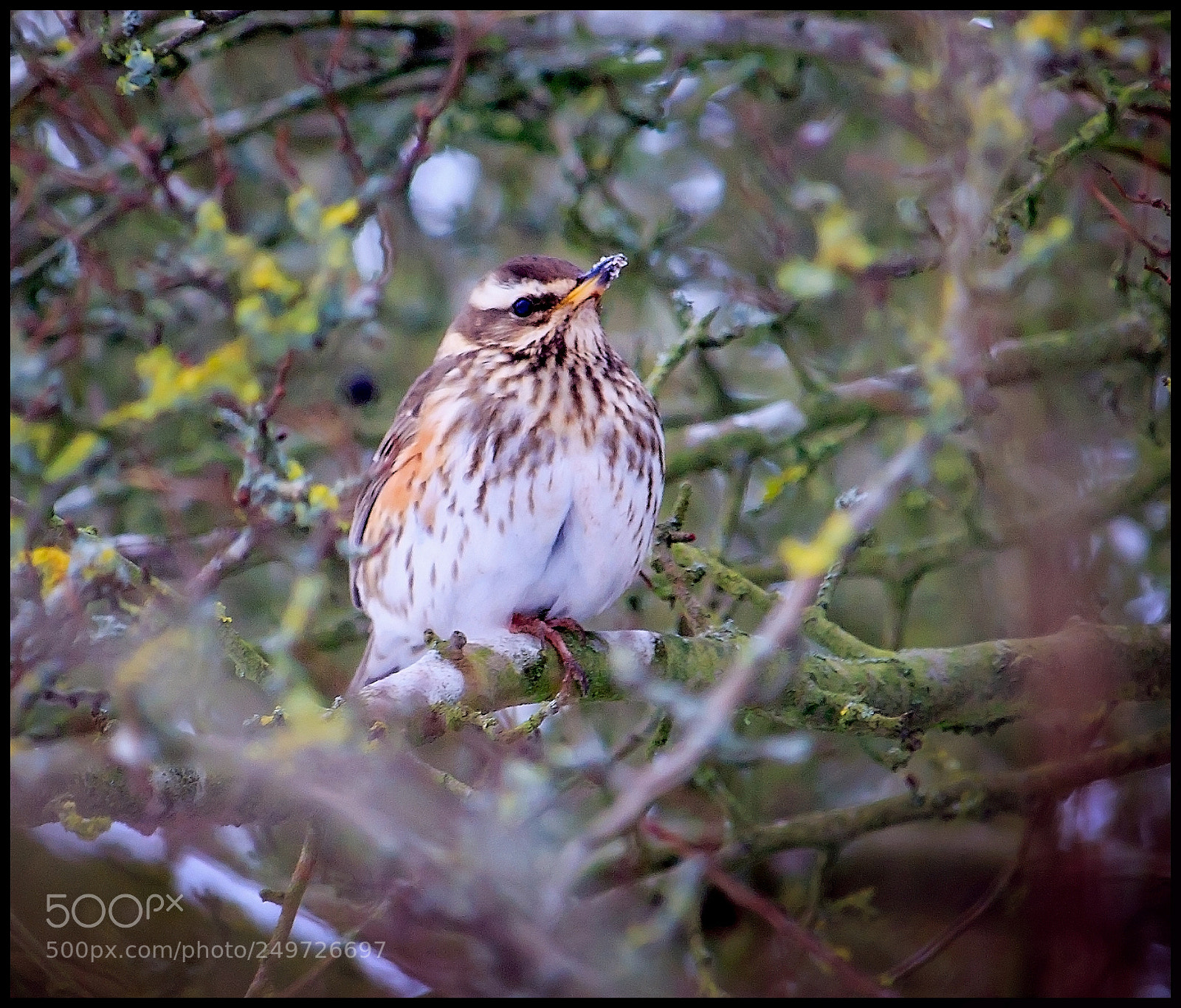 Canon EOS 1300D (EOS Rebel T6 / EOS Kiss X80) sample photo. Fieldfare photography