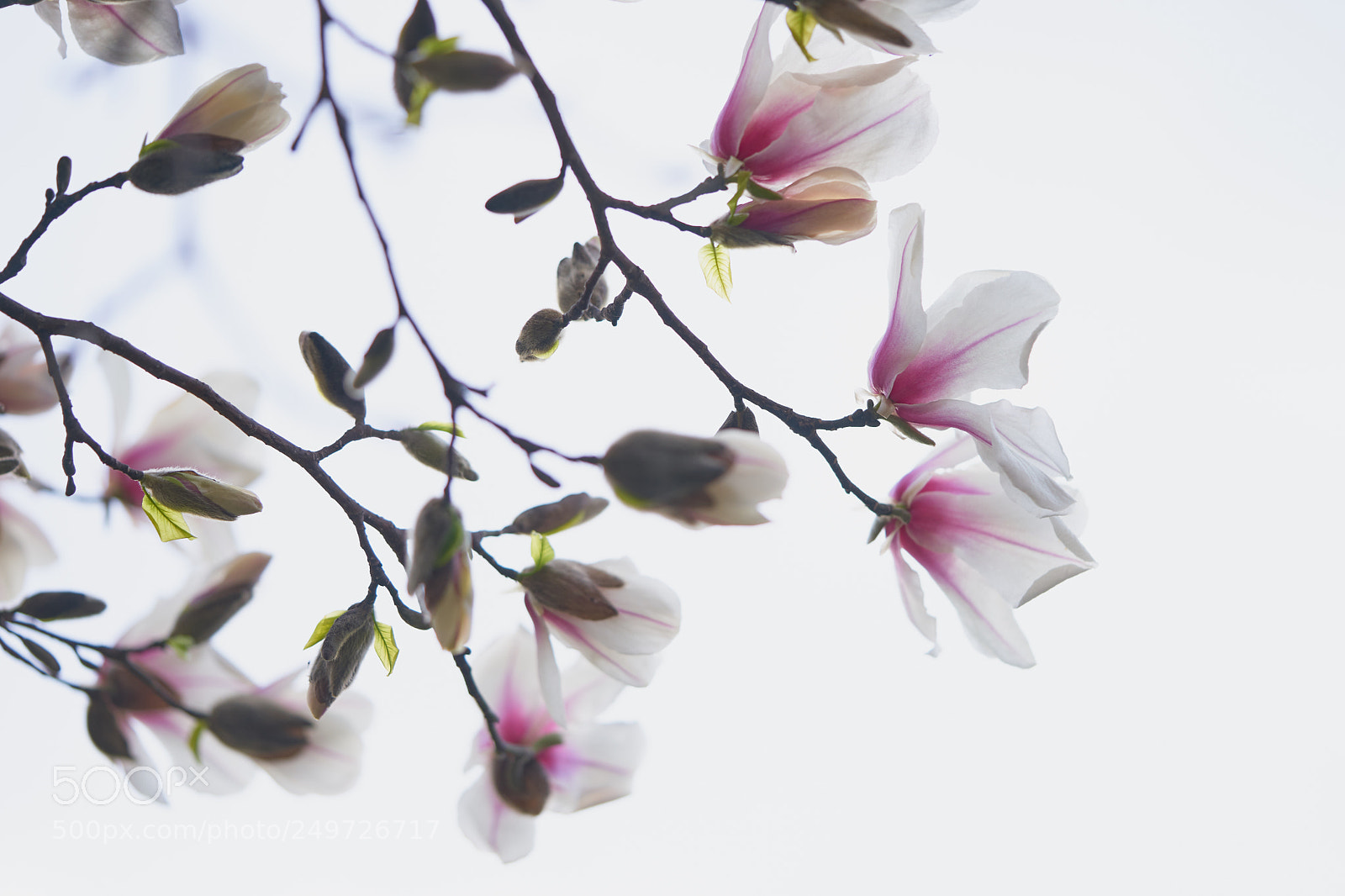 Sony a7 sample photo. Flowers 6252 photography