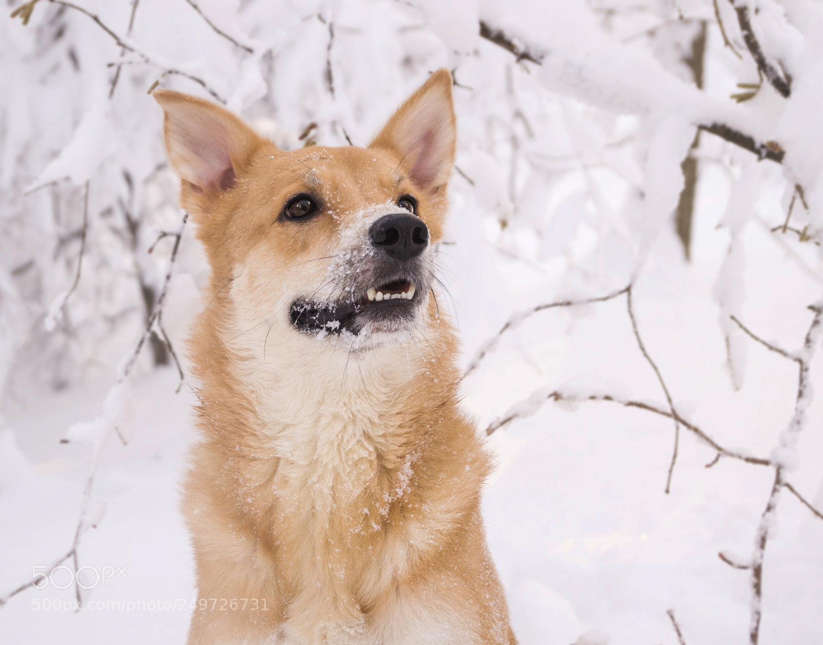 Sony SLT-A57 sample photo. Sunny dog photography