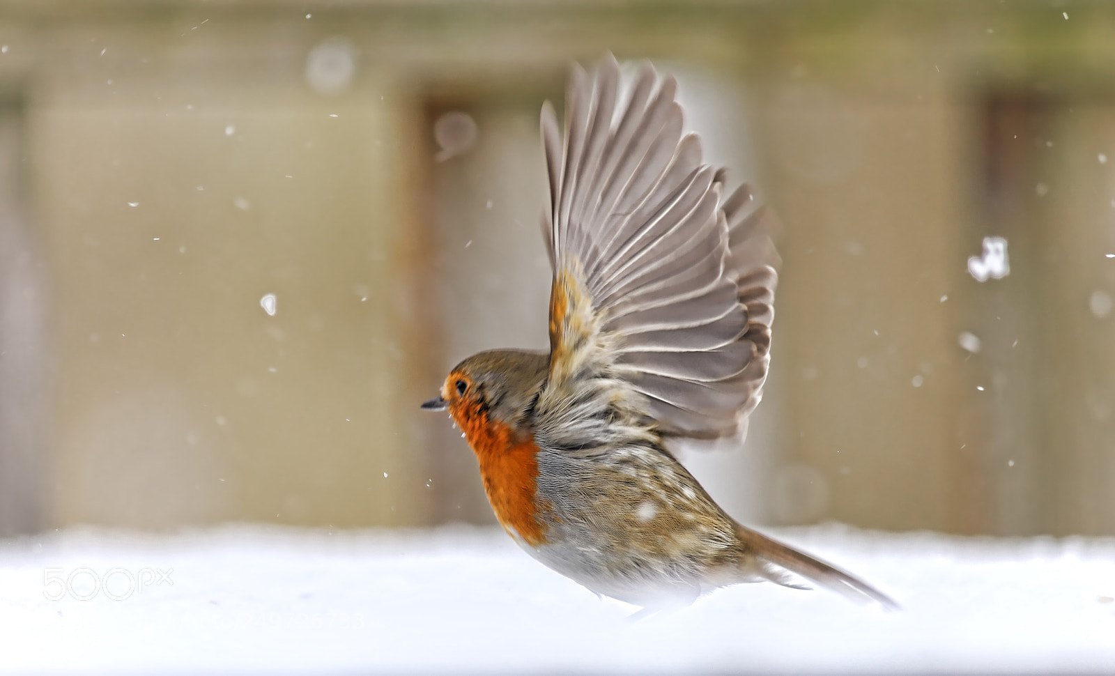 Canon EOS 6D Mark II sample photo. Robin photography