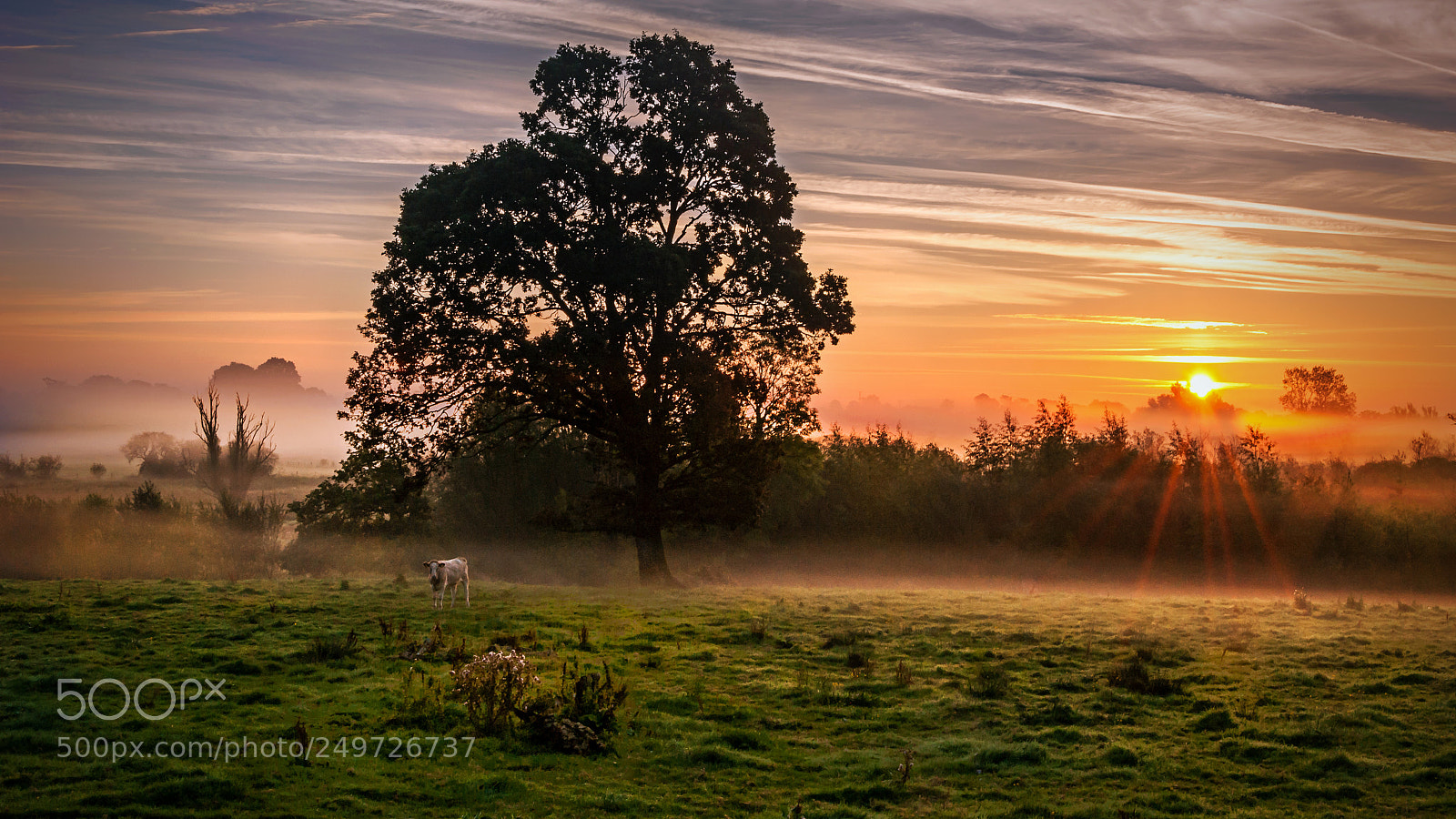 Nikon D700 sample photo. Dawn in the bog. photography