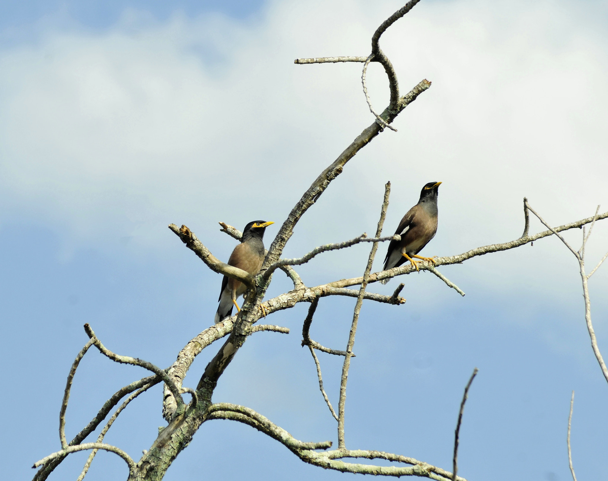 Nikon D300 + Nikon AF Nikkor 70-300mm F4-5.6G sample photo. Common myna photography