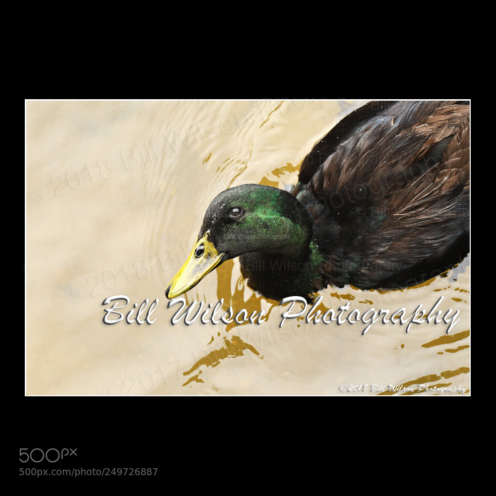Nikon D500 sample photo. Odd bird photography