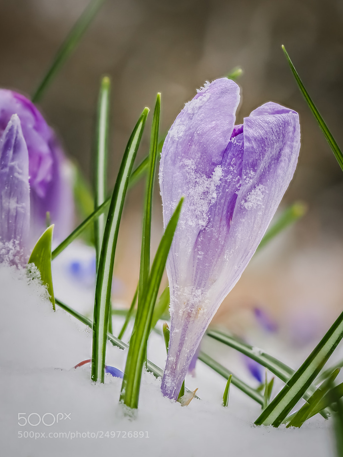 Olympus OM-D E-M1 Mark II sample photo. Hermannshof 2018 #7 photography