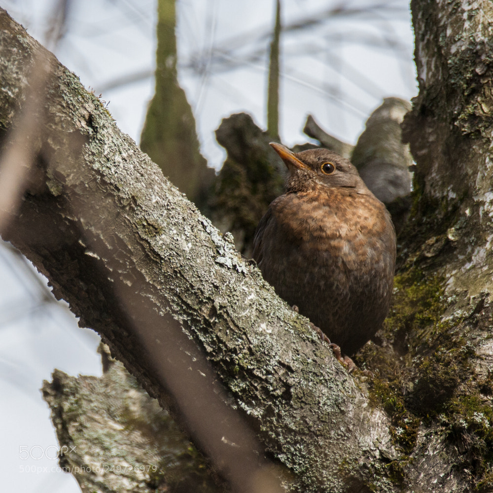 Canon EOS 350D (EOS Digital Rebel XT / EOS Kiss Digital N) sample photo. Сommon blackbird (turdus merula) photography