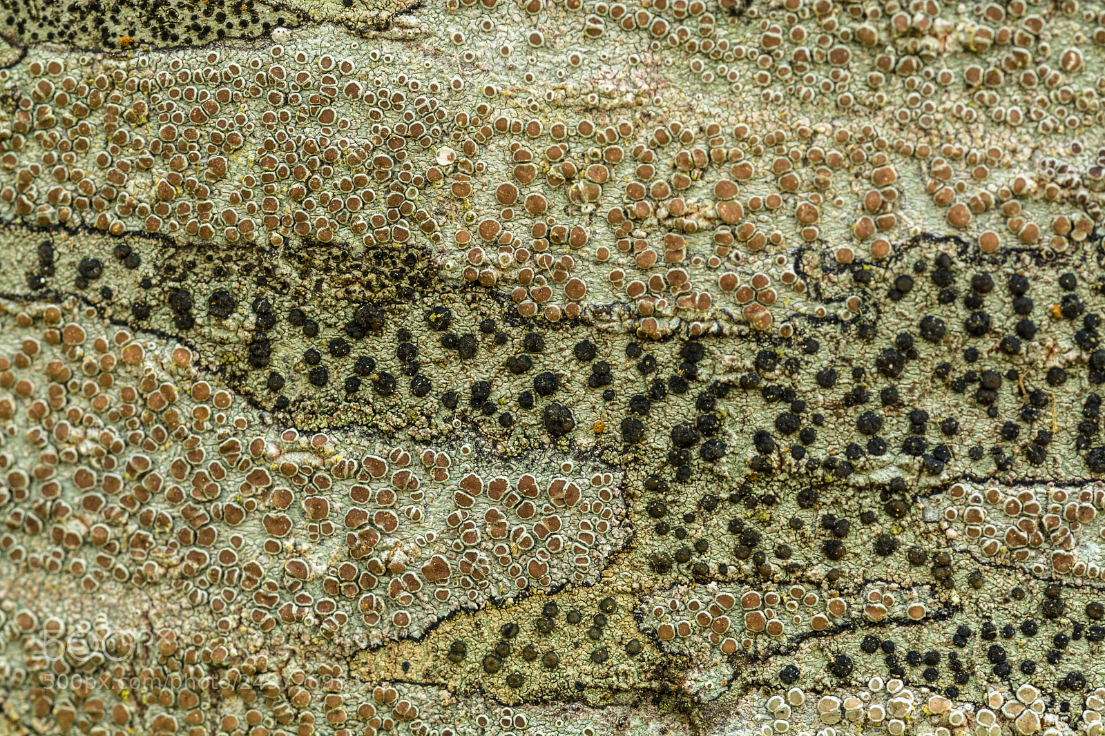 Nikon D7100 sample photo. Lichen iii photography