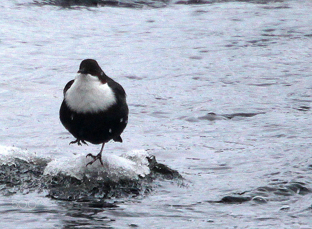 Canon EOS 700D (EOS Rebel T5i / EOS Kiss X7i) sample photo. "the morning exercise" photography
