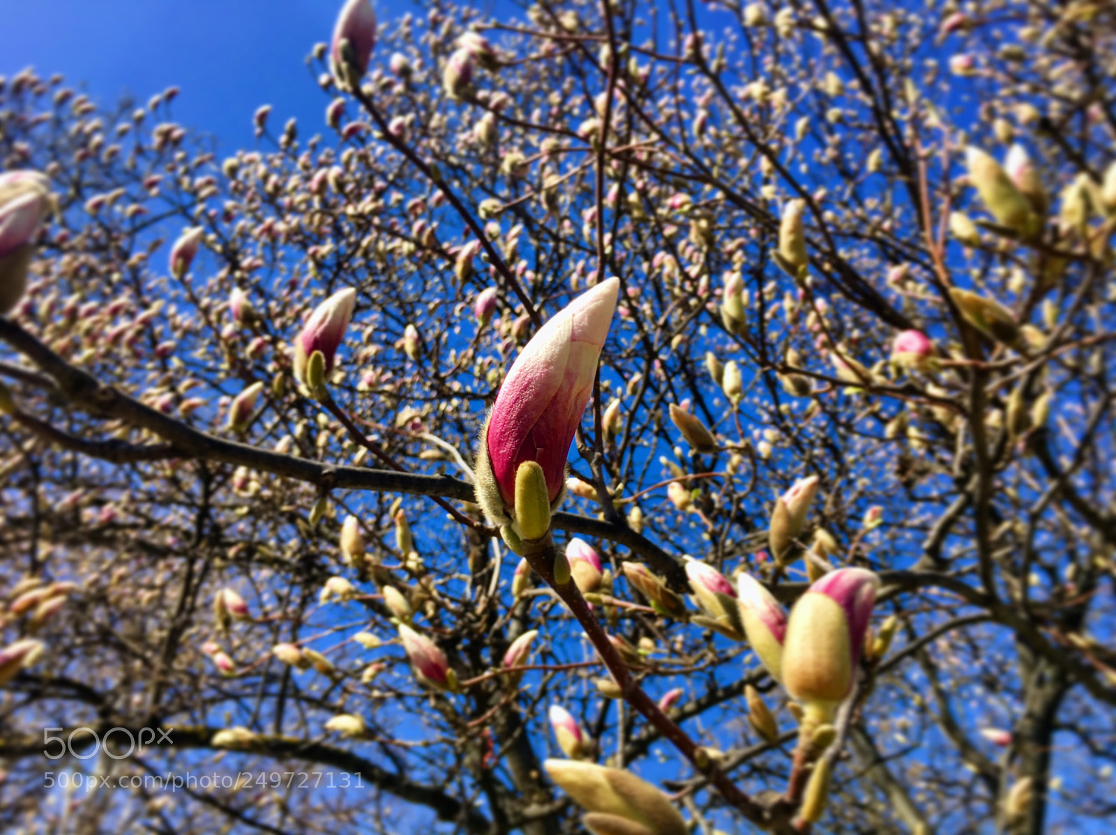 Apple iPhone 6s sample photo. We have spring  photography