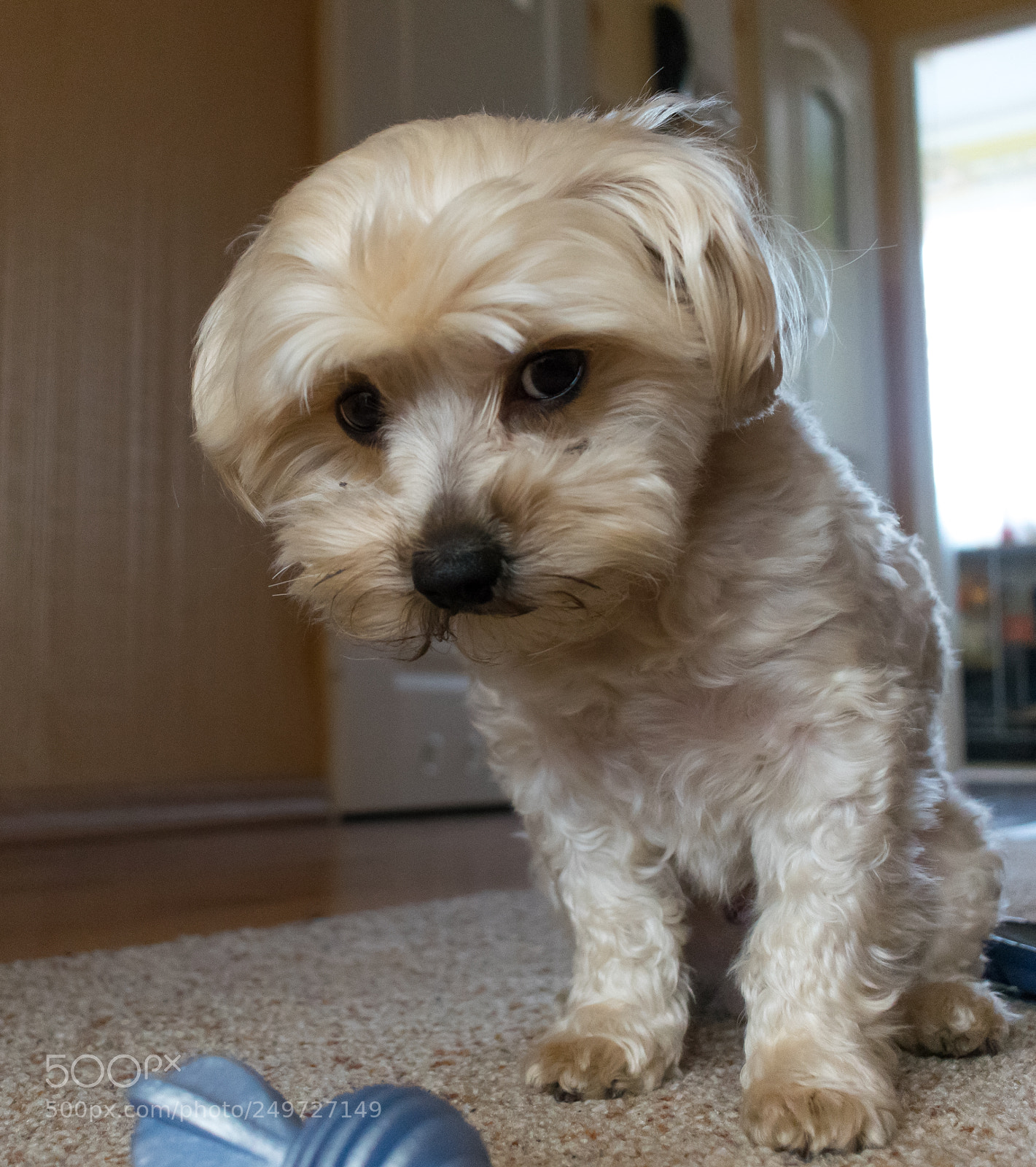 Nikon D3300 sample photo. Lovely small dog photography