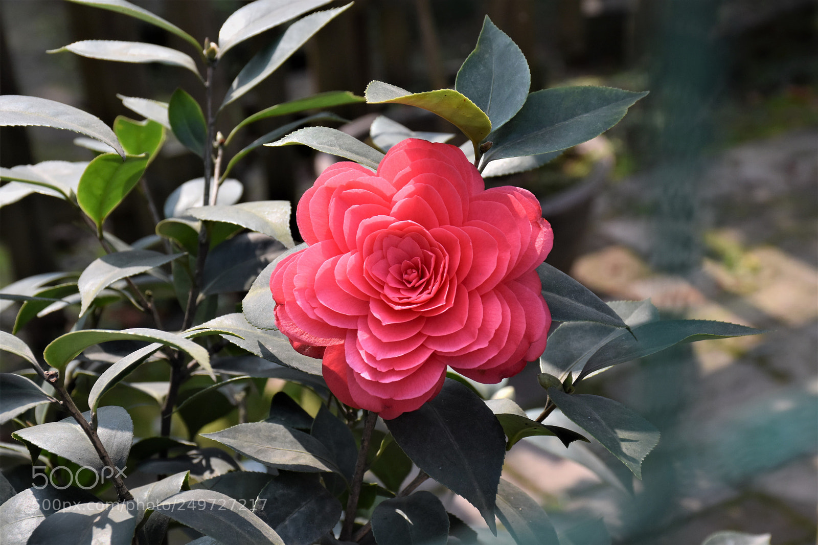 Nikon D7200 sample photo. 春 photography