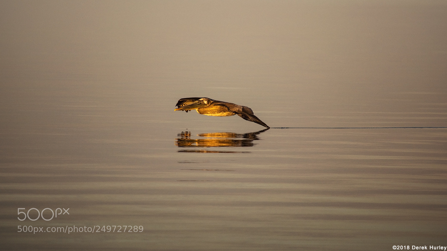 Nikon D5300 sample photo. Pelican at sunrise photography