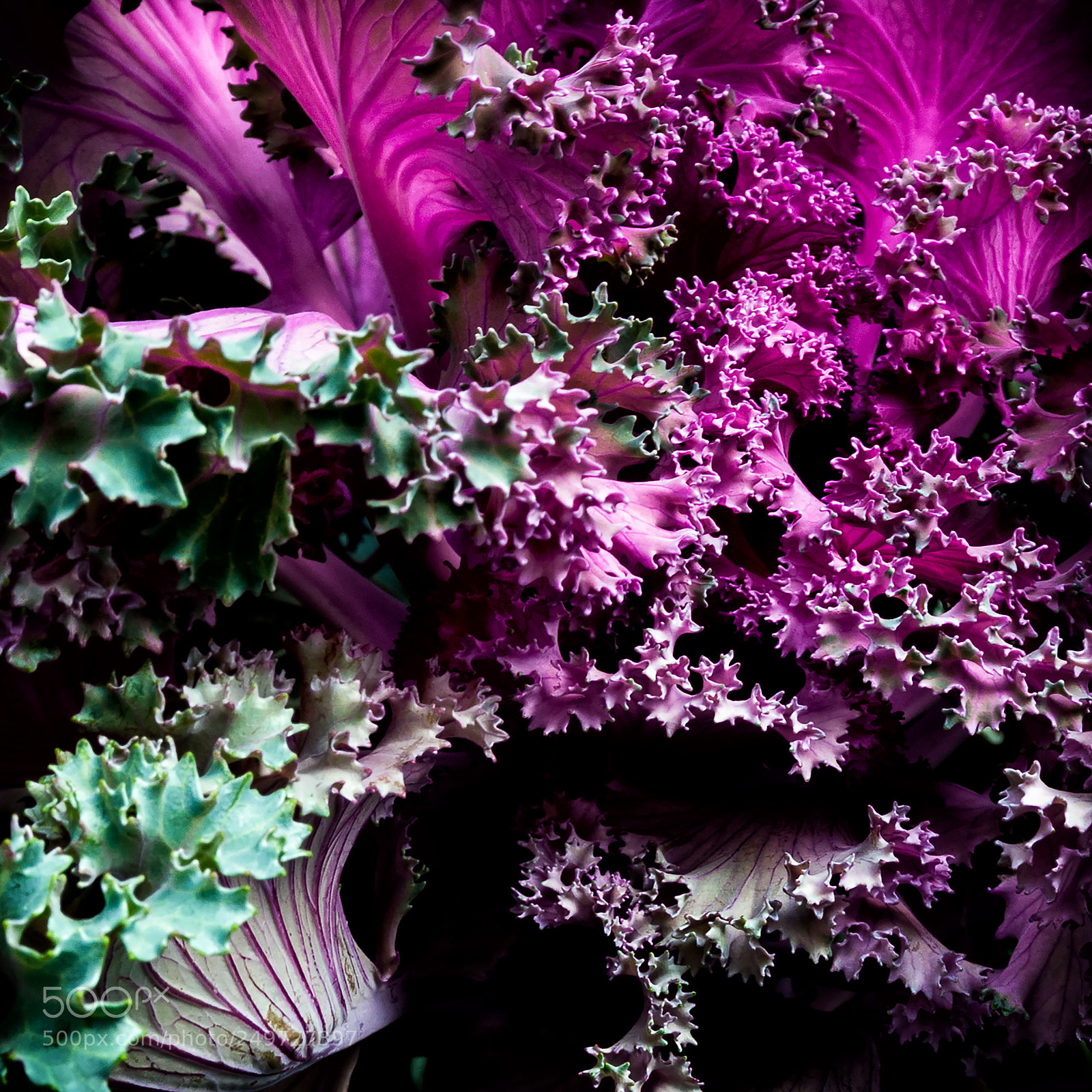 Nikon D300 sample photo. Green & fuschia photography
