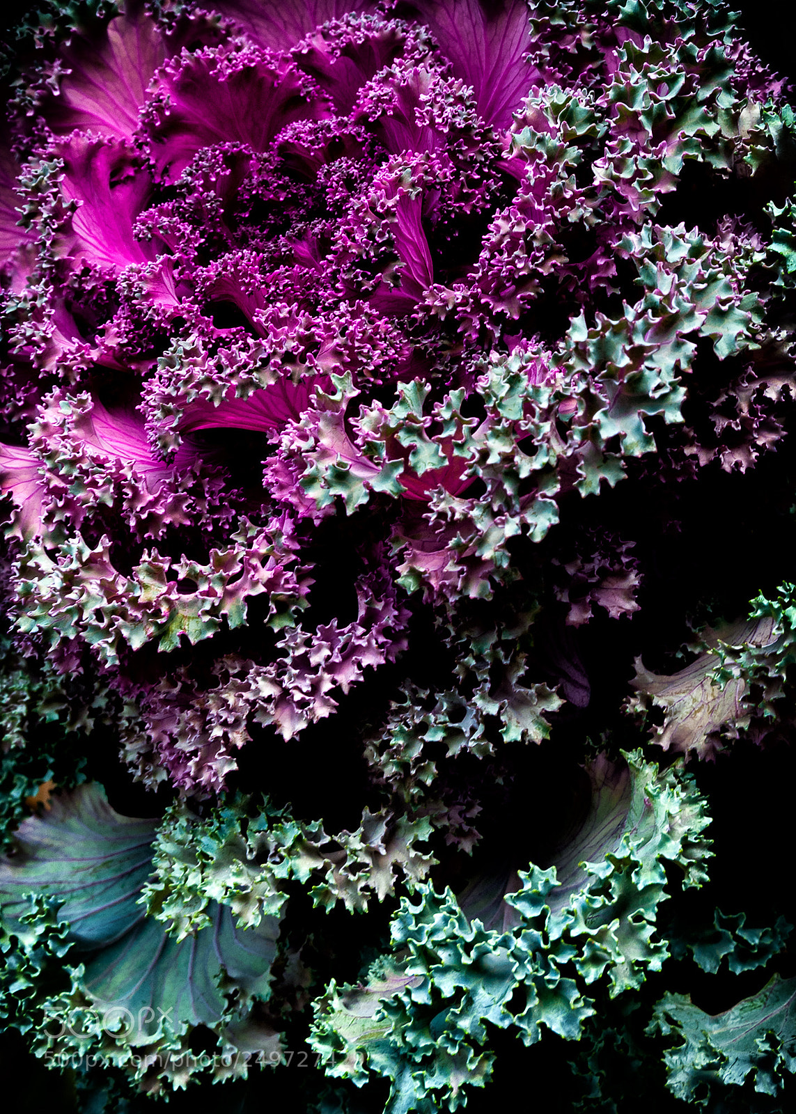 Nikon D300 sample photo. Green & fuschia photography