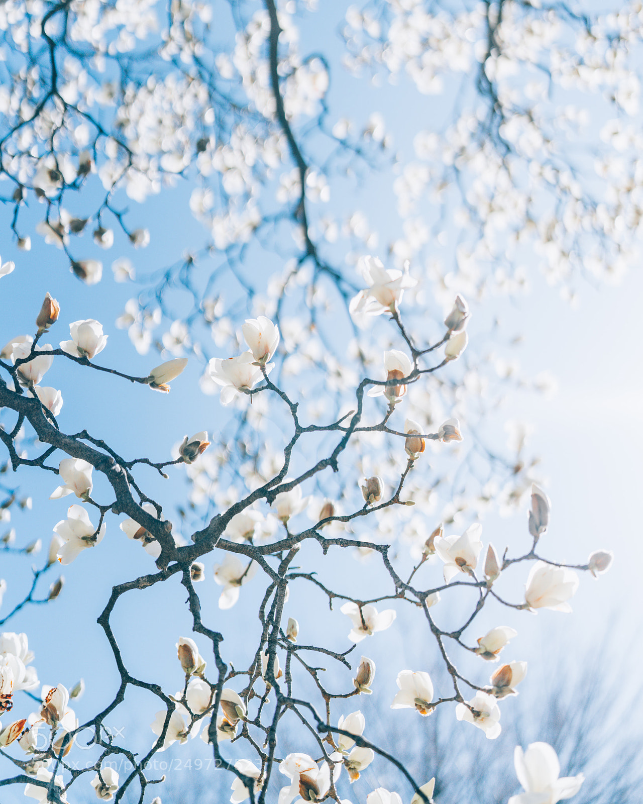 Sony a7R III sample photo. The yulan are opening. photography