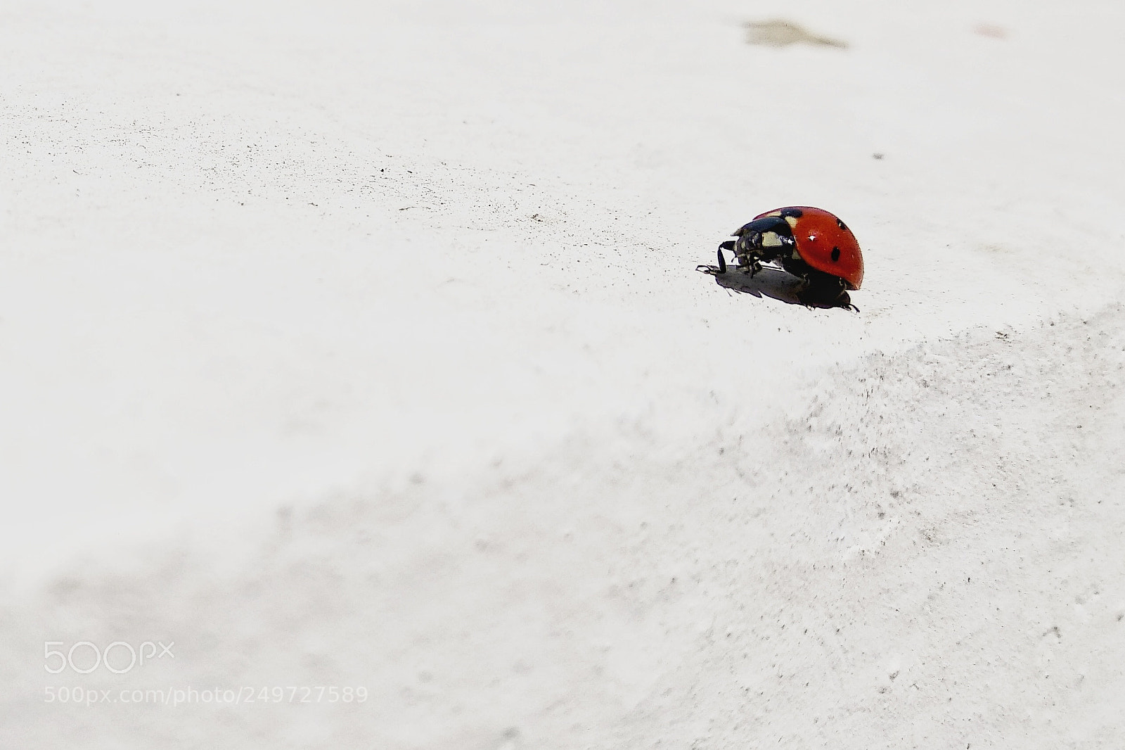 Xiaomi Redmi Note 5 sample photo. Ladybird photography