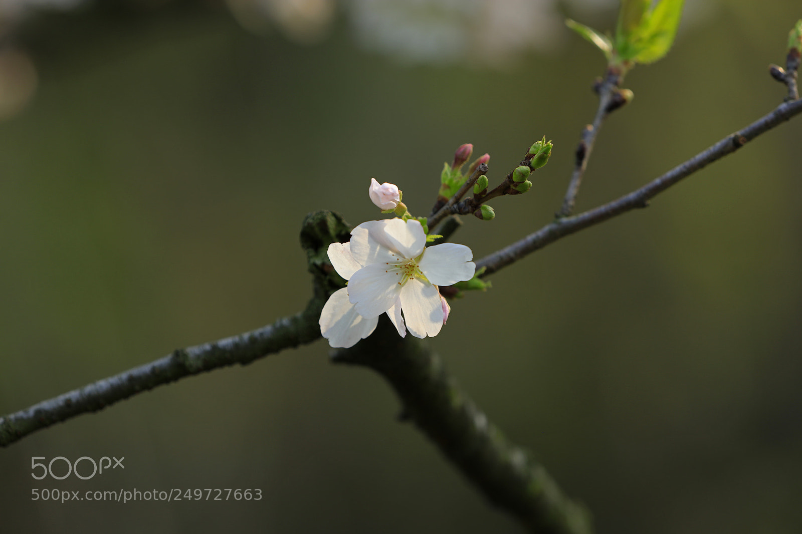 Canon EOS 5DS R sample photo. A photography
