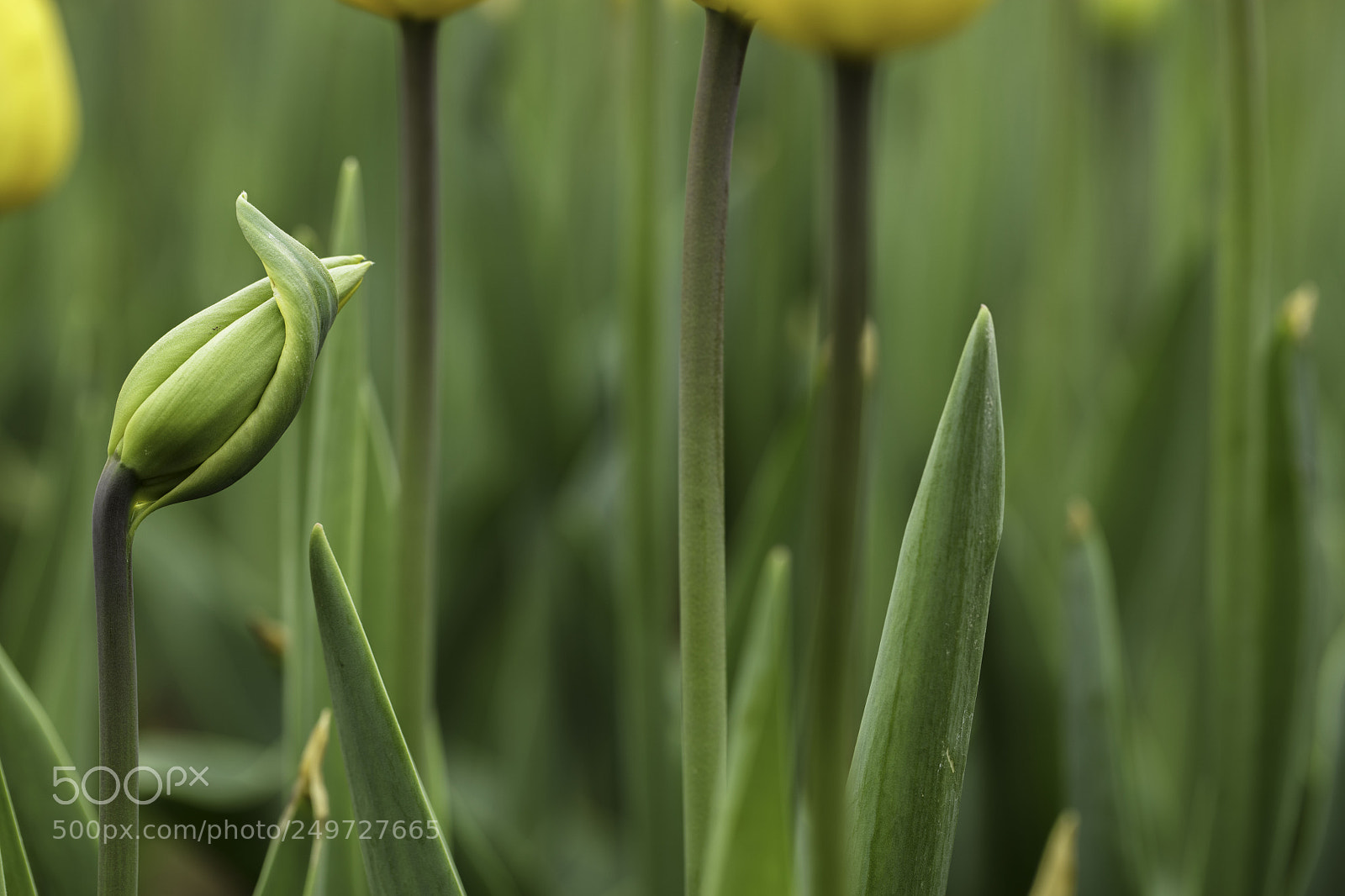 Canon EOS 5DS R sample photo. A photography