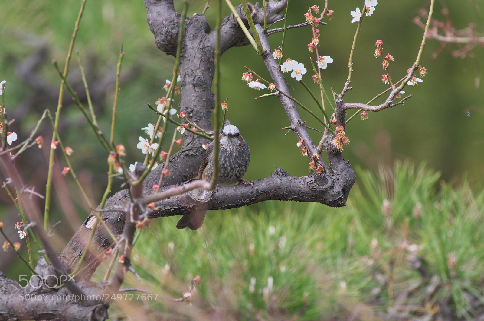 Pentax K-3 sample photo. Bulbul photography