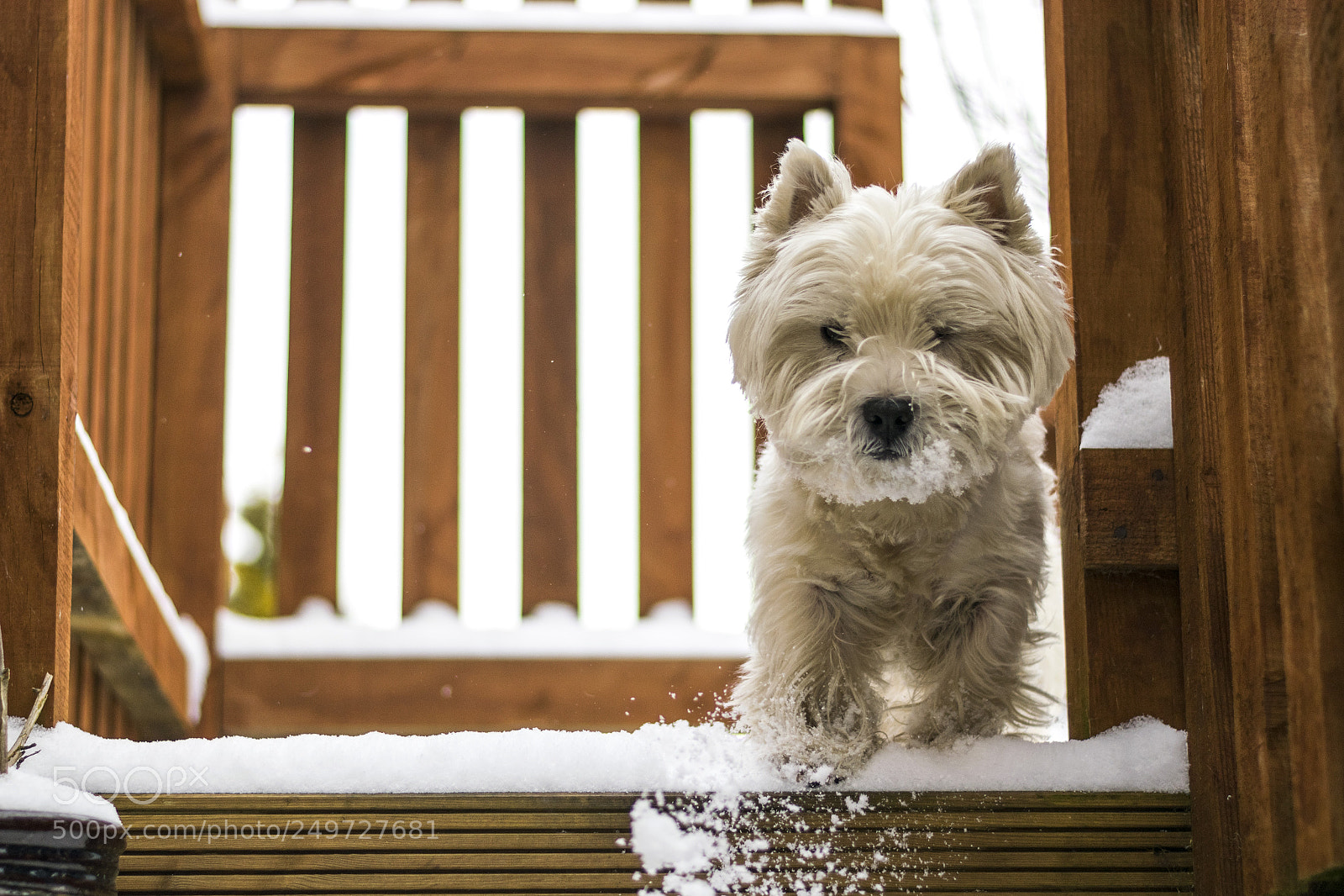 Nikon D5300 sample photo. In the snow photography