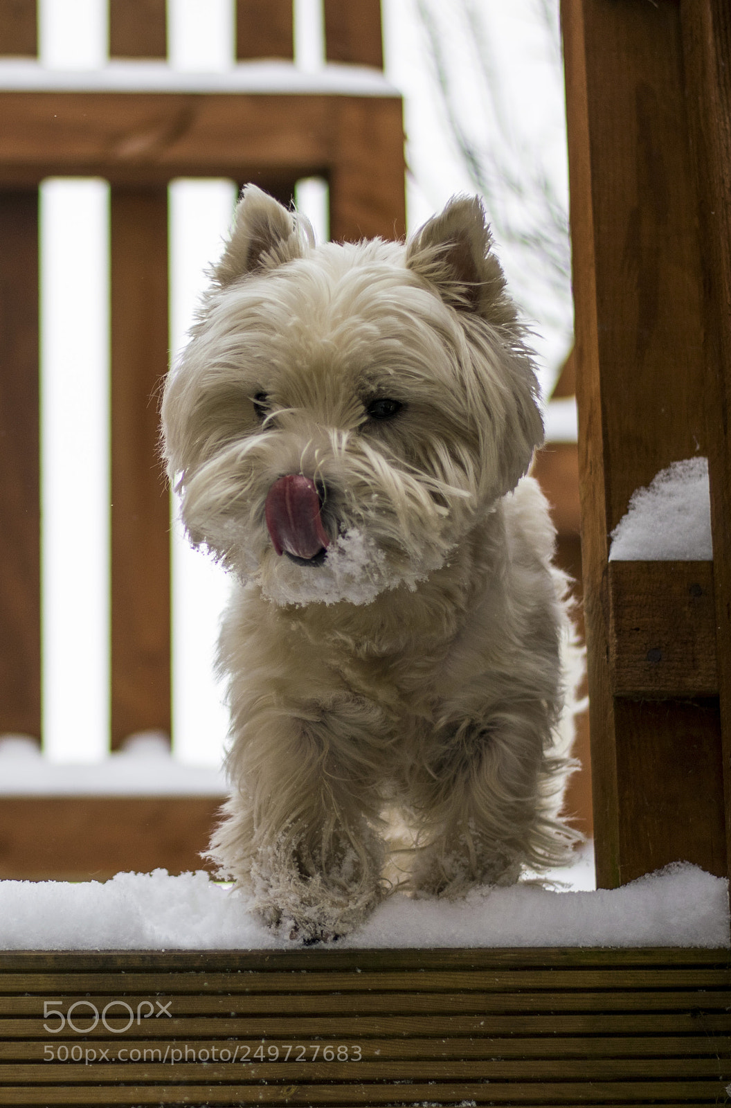 Nikon D5300 sample photo. Tongue out photography