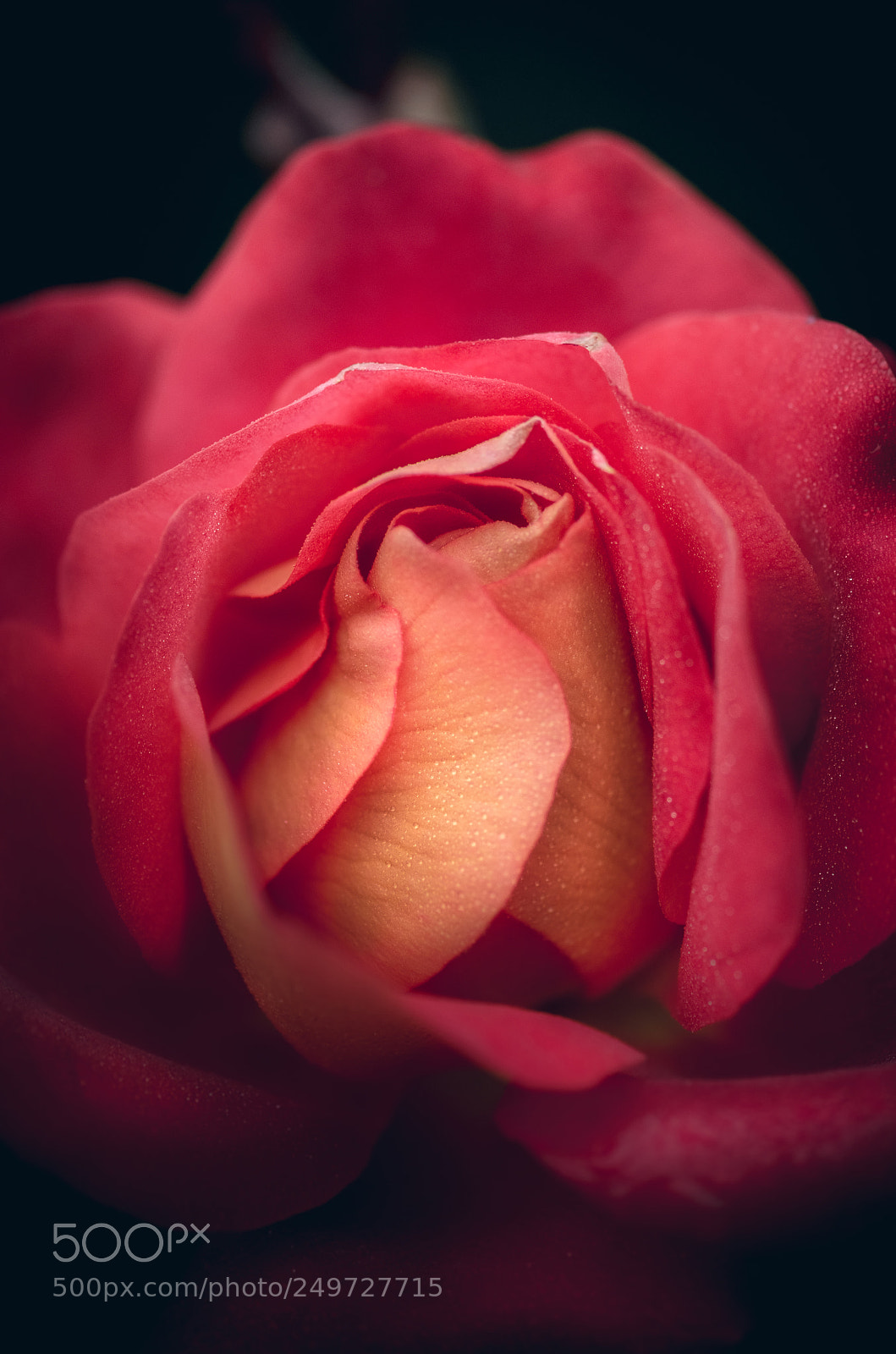 Nikon D7000 sample photo. Light blur photography