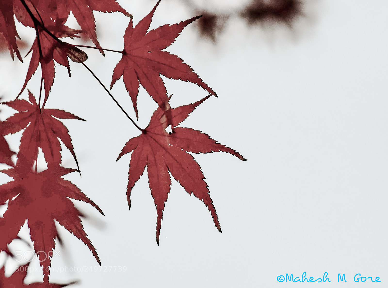 Nikon D5300 sample photo. Leafs with colors photography