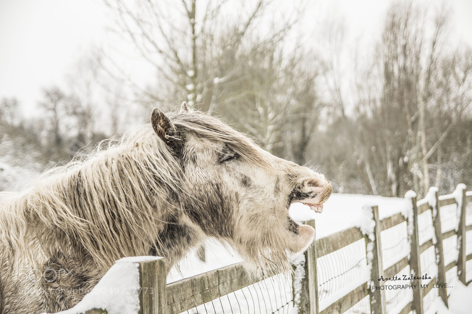 Nikon D3300 sample photo. Horses can also sing. photography