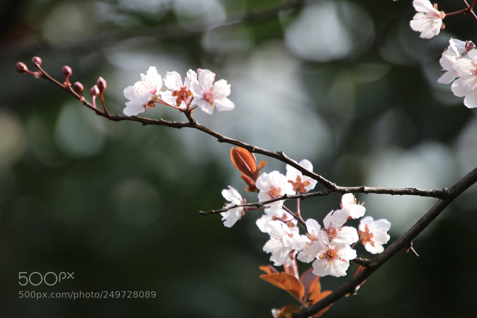 Canon EOS 100D (EOS Rebel SL1 / EOS Kiss X7) sample photo. 李花 photography