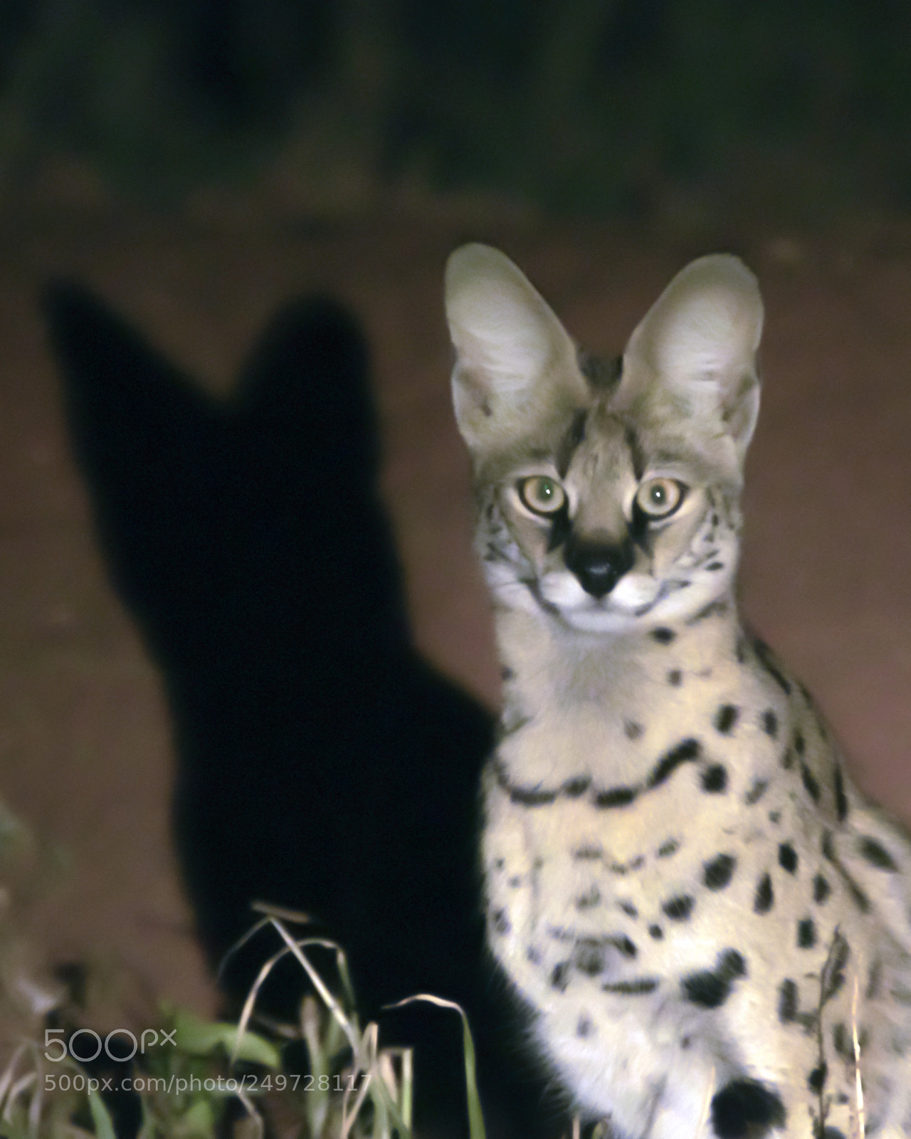 Nikon D500 sample photo. Tarangire serval cat photography