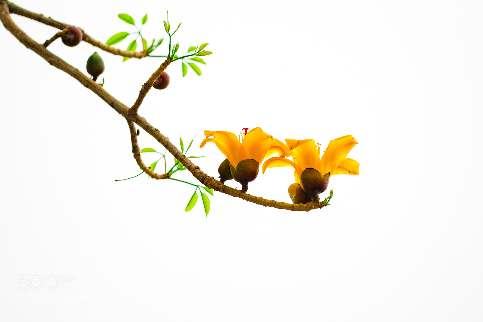 Canon EOS-1D X Mark II sample photo. Untitled photography
