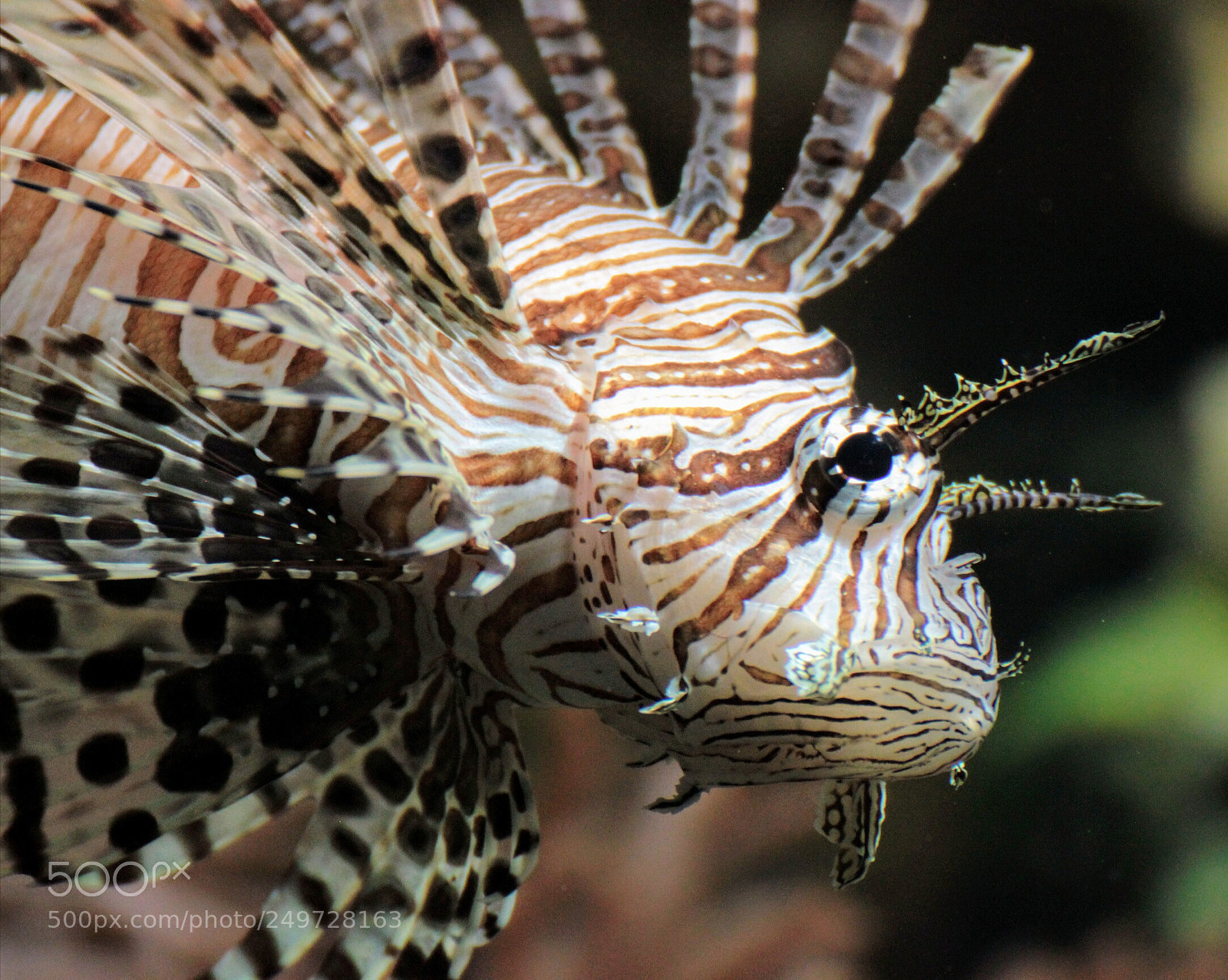 Canon EOS 600D (Rebel EOS T3i / EOS Kiss X5) sample photo. Lionfish photography