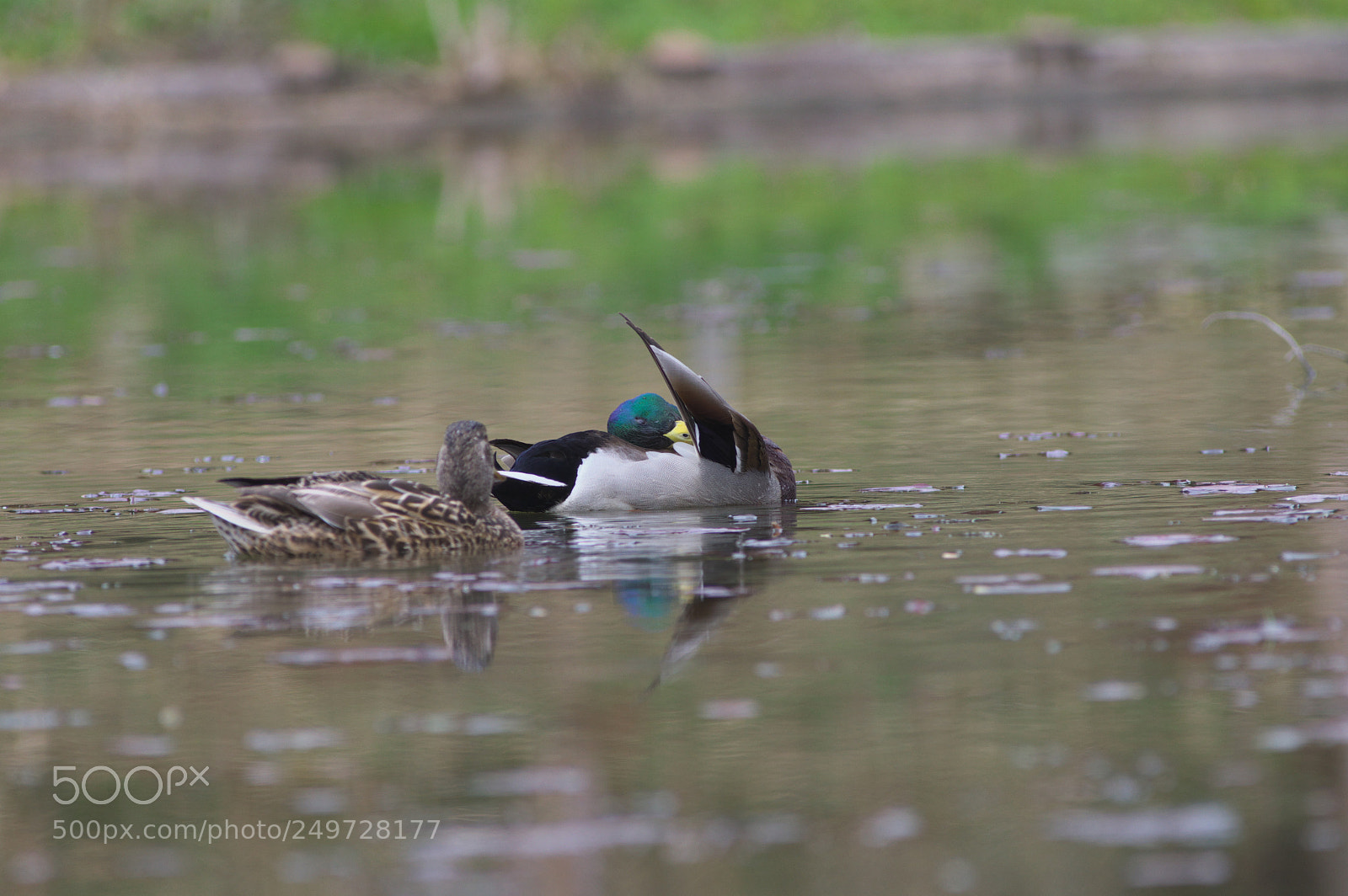 Pentax K-3 sample photo. Mallard photography