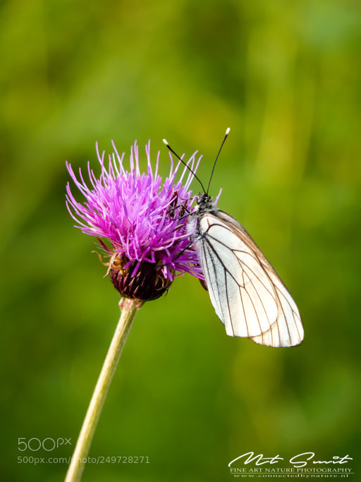 Panasonic Lumix DMC-FZ35 (Lumix DMC-FZ38) sample photo. Veined white photography
