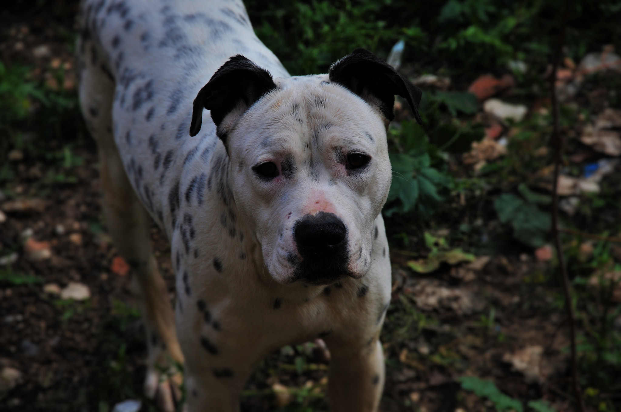 Nikon D300S sample photo. Kira photography