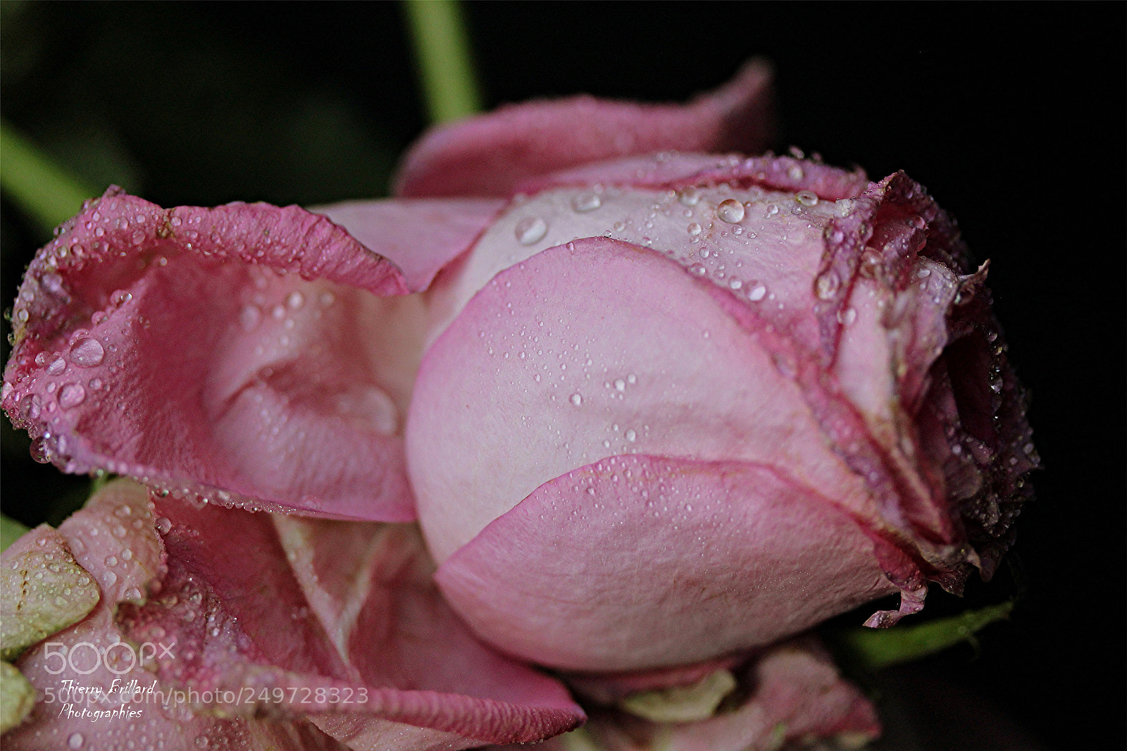 Canon EOS 600D (Rebel EOS T3i / EOS Kiss X5) sample photo. Rose fanée photography