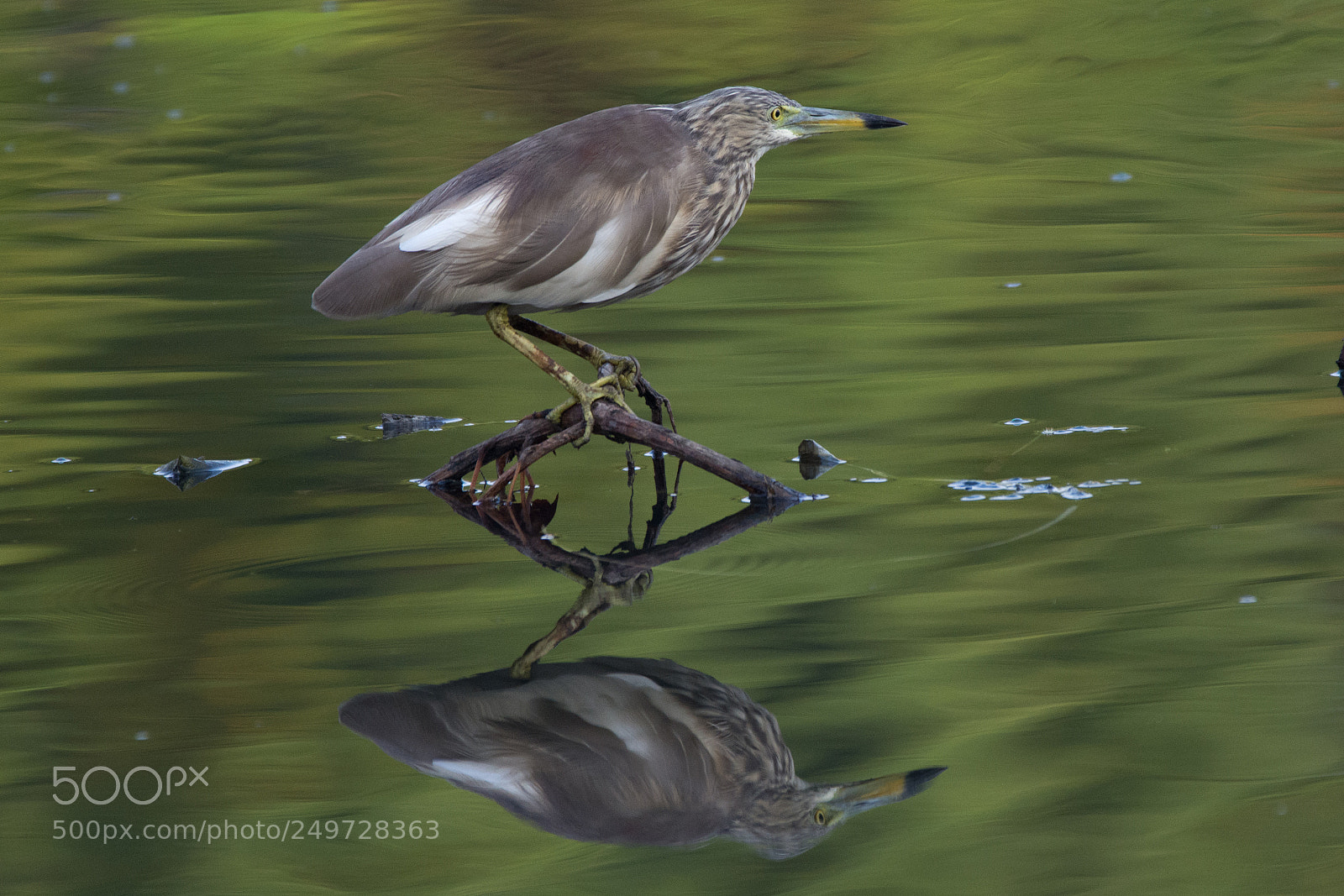 Nikon D7200 sample photo. Indian pond heron  (dsc_5825) photography