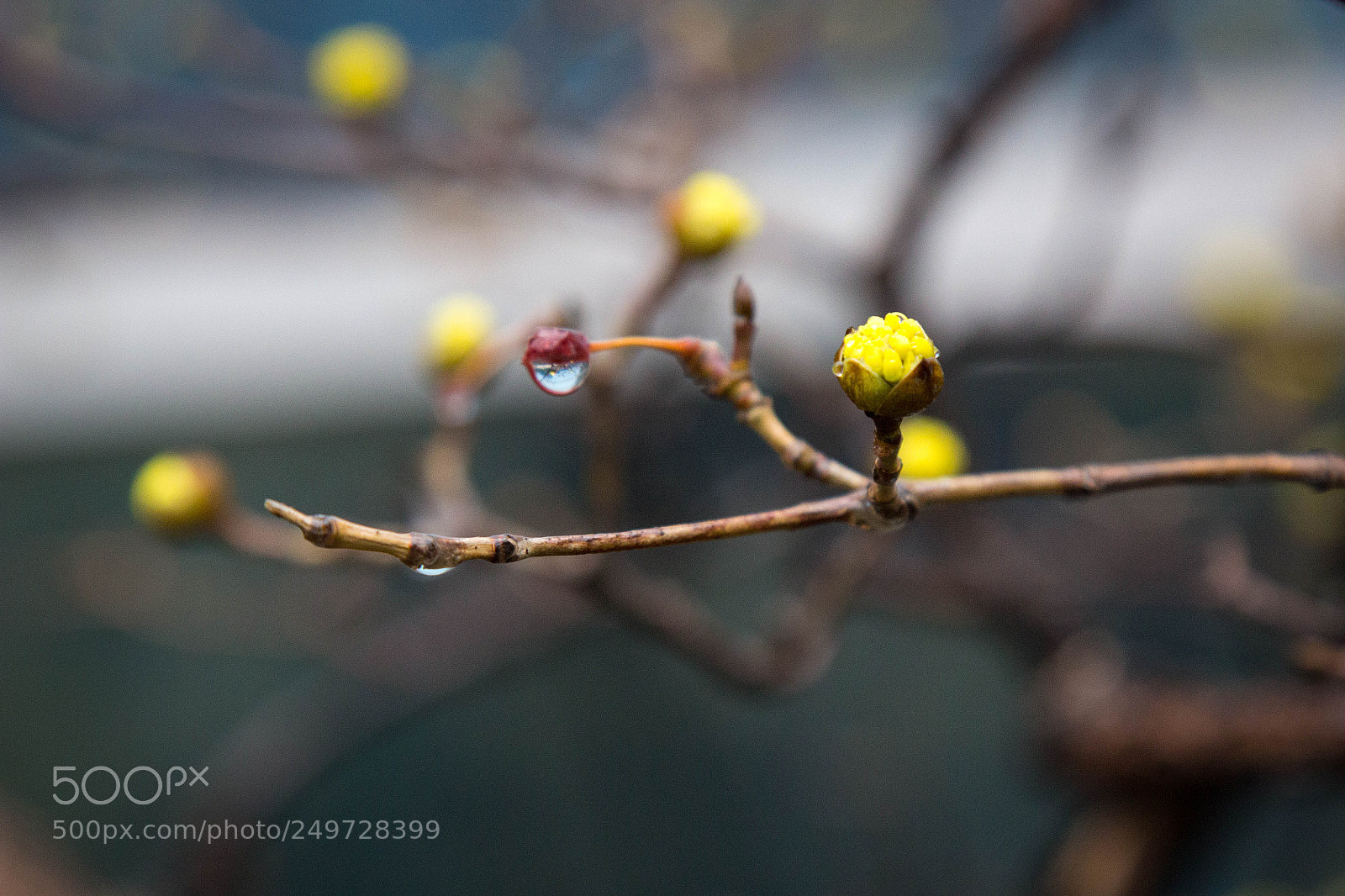 Canon EOS 600D (Rebel EOS T3i / EOS Kiss X5) sample photo. Spring and rain, spring photography