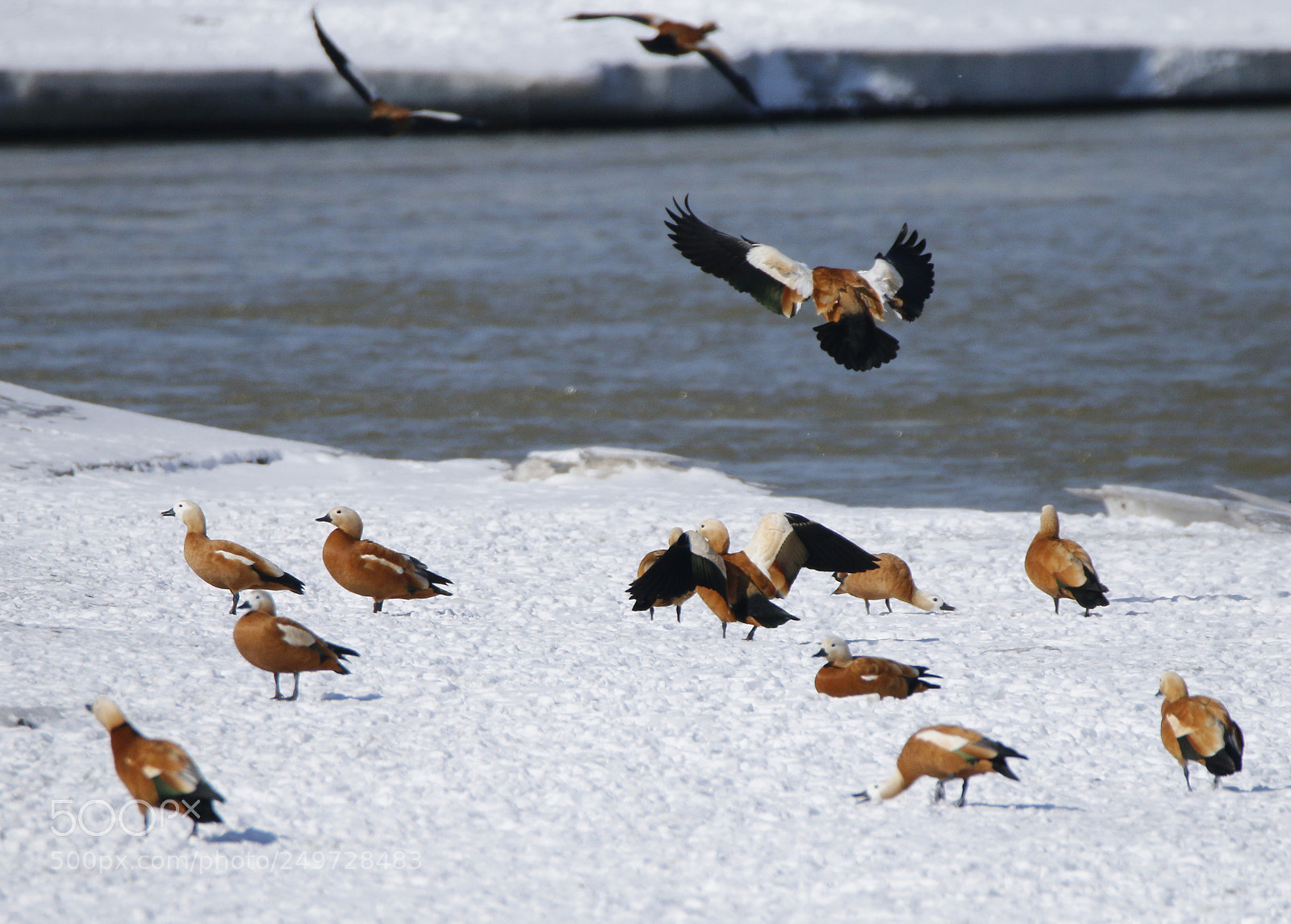 Canon EOS 70D sample photo. Flight landing photography
