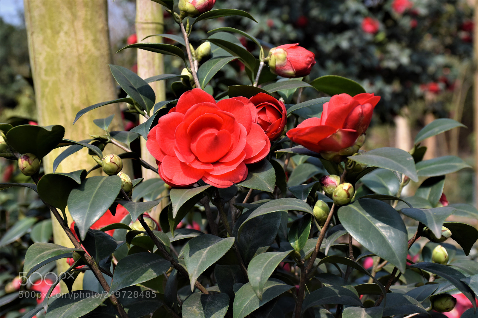 Nikon D7200 sample photo. 春 photography
