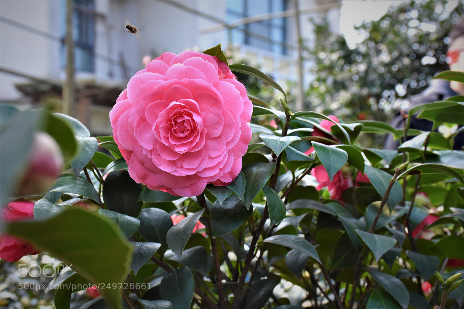 Nikon D7200 sample photo. 春 photography