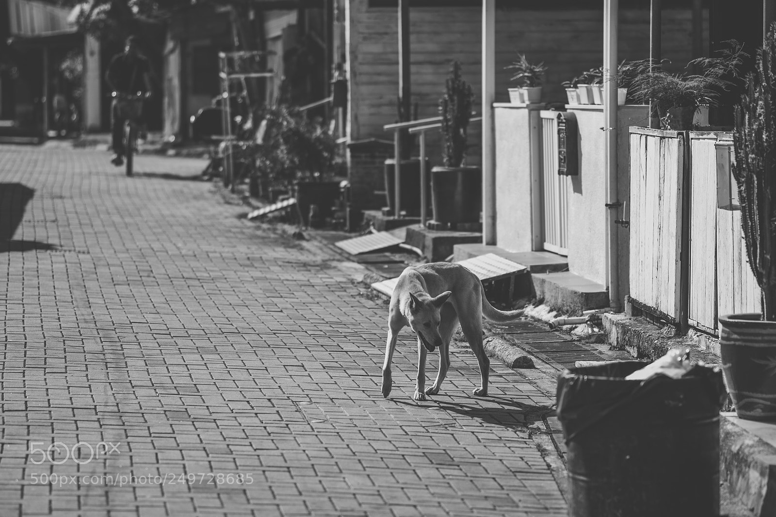 Fujifilm X-T2 sample photo. Street dog photography