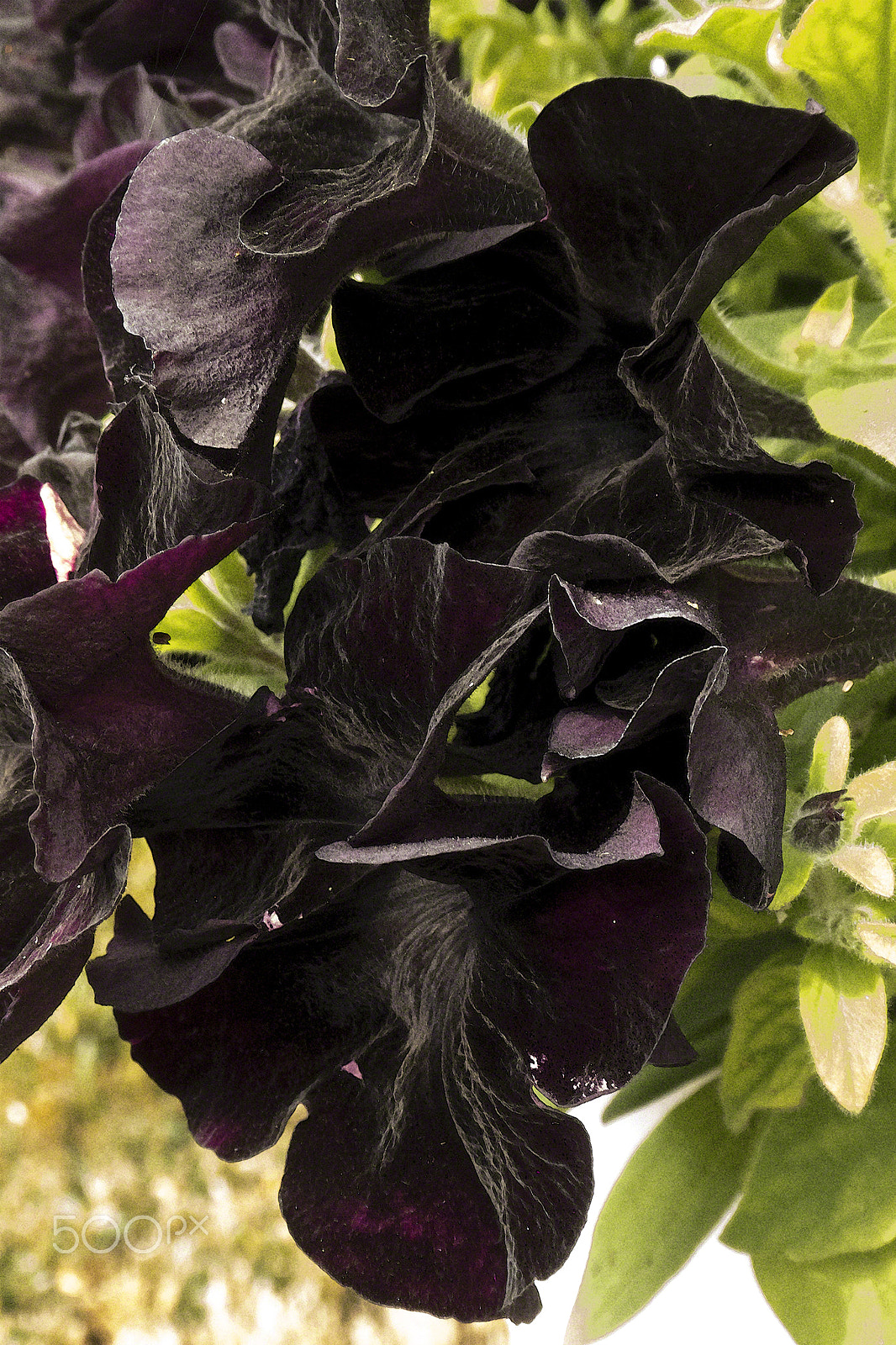 Panasonic DC-ZS70 sample photo. Unfolding black petunias 2018 photography