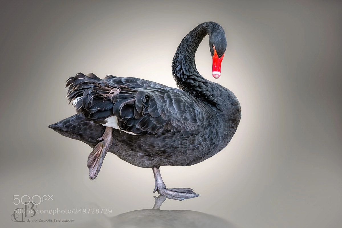 Canon EOS 5D Mark IV sample photo. Black swan photography