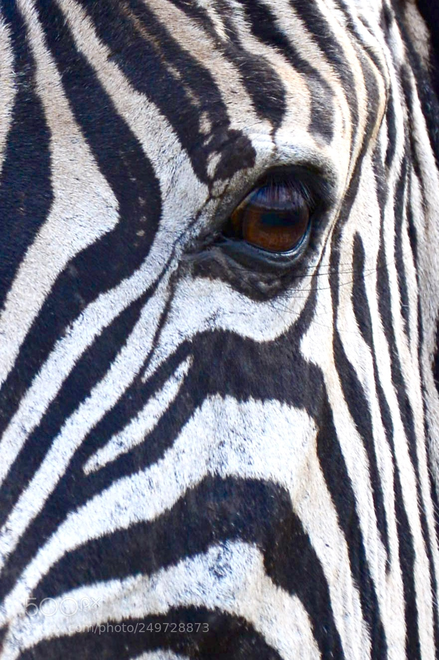 Nikon D600 sample photo. In the eye of photography