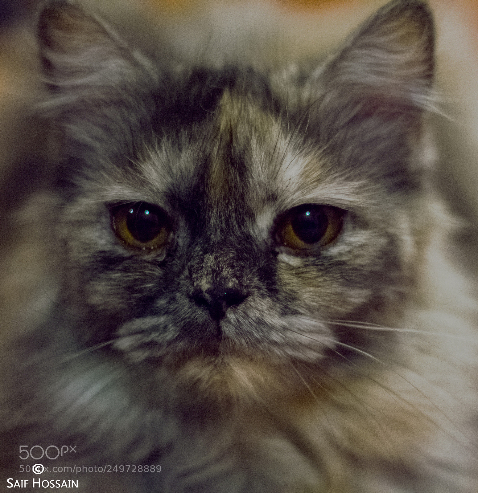 Canon EOS 700D (EOS Rebel T5i / EOS Kiss X7i) sample photo. Cat portrait photography