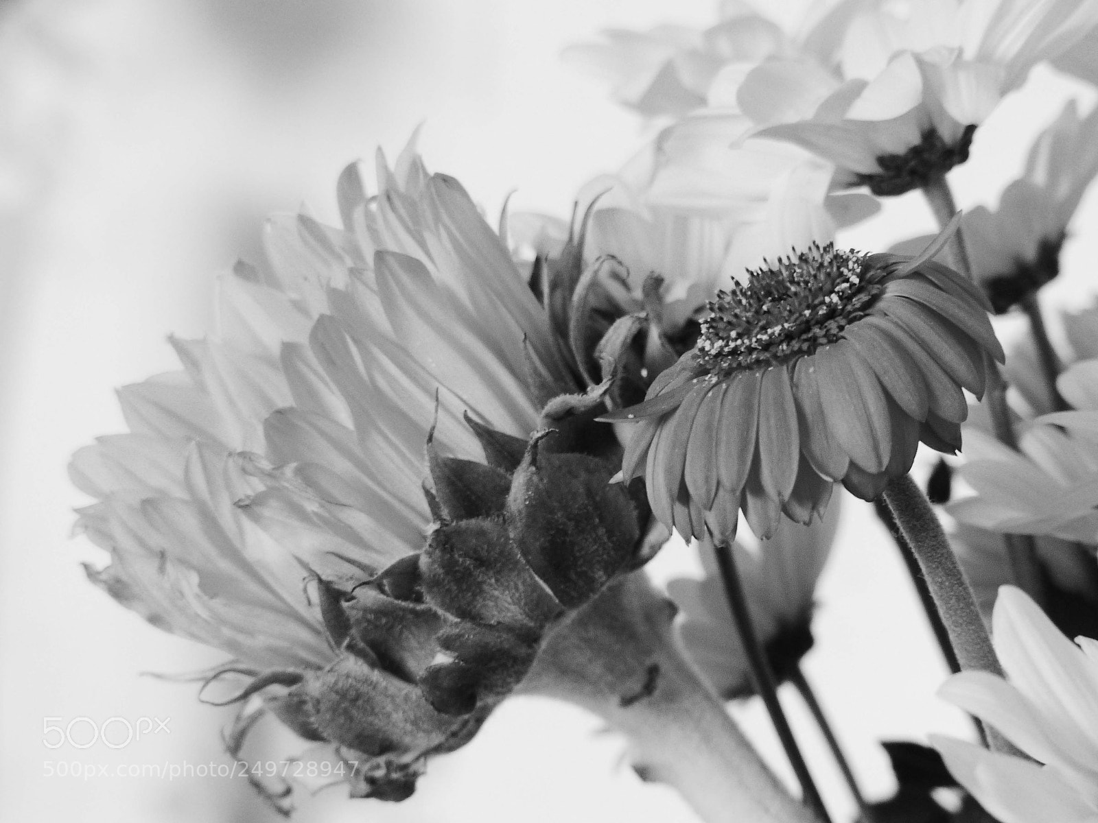 Panasonic Lumix DMC-FZ200 sample photo. Untitled photography
