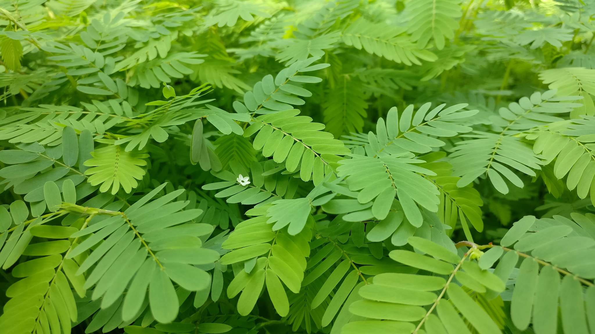OnePlus A3000 sample photo. Tiny forest: fallen bloom photography