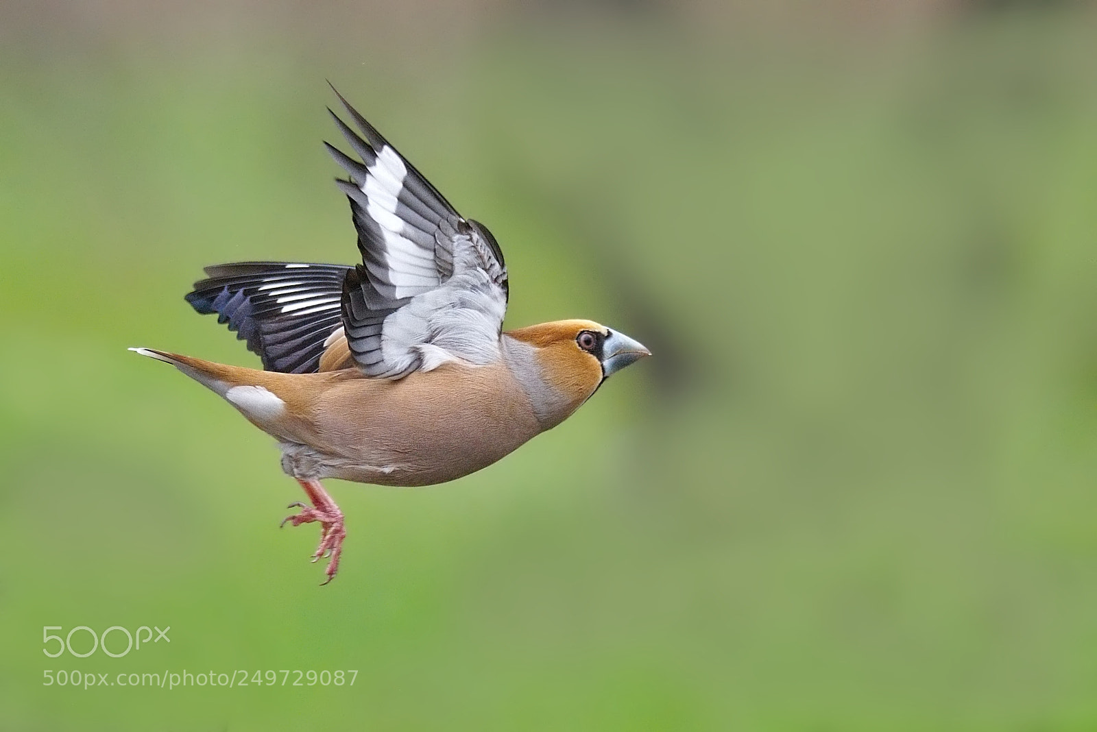 Nikon D7200 sample photo. Hawfinch photography